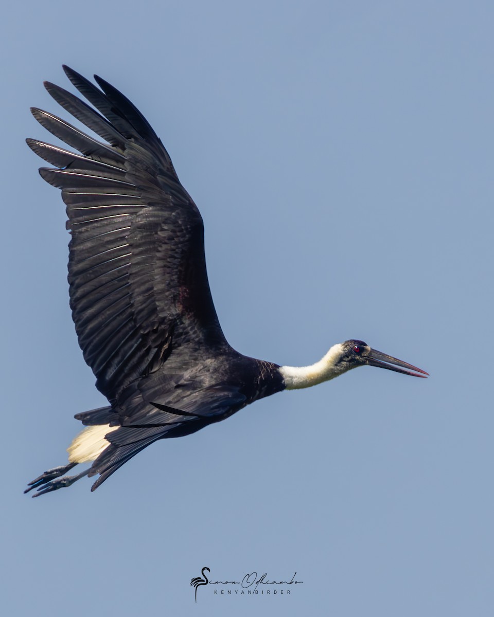 African Woolly-necked Stork - ML610397230
