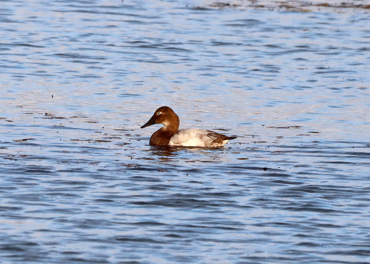 Canvasback - ML610397283