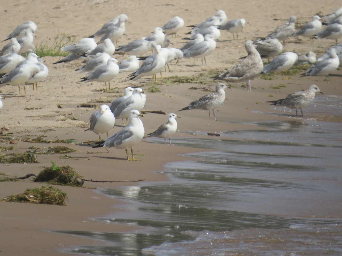 Bonaparte's Gull - ML610397323