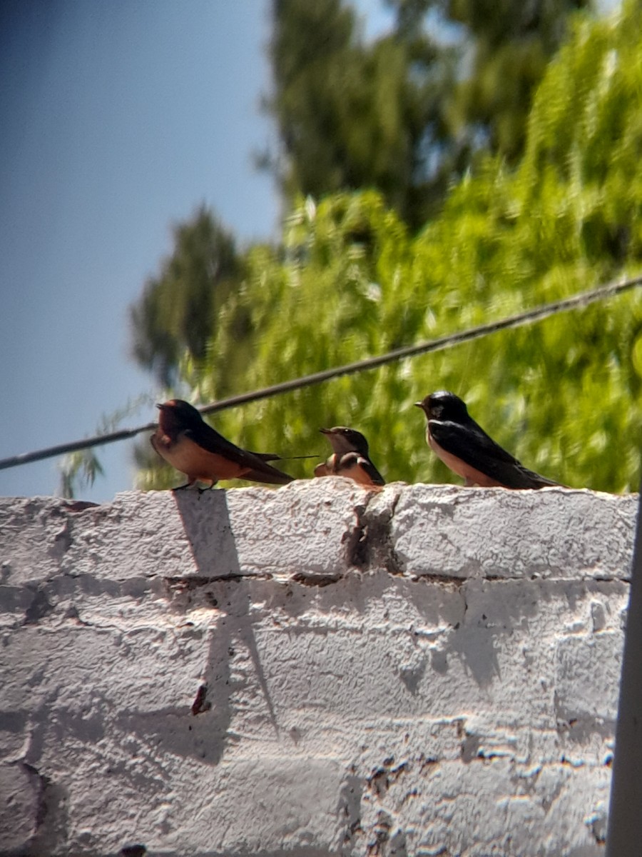 Barn Swallow - Guadalupe Santucho