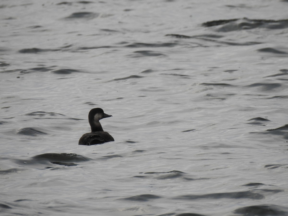 Black Scoter - ML610397383