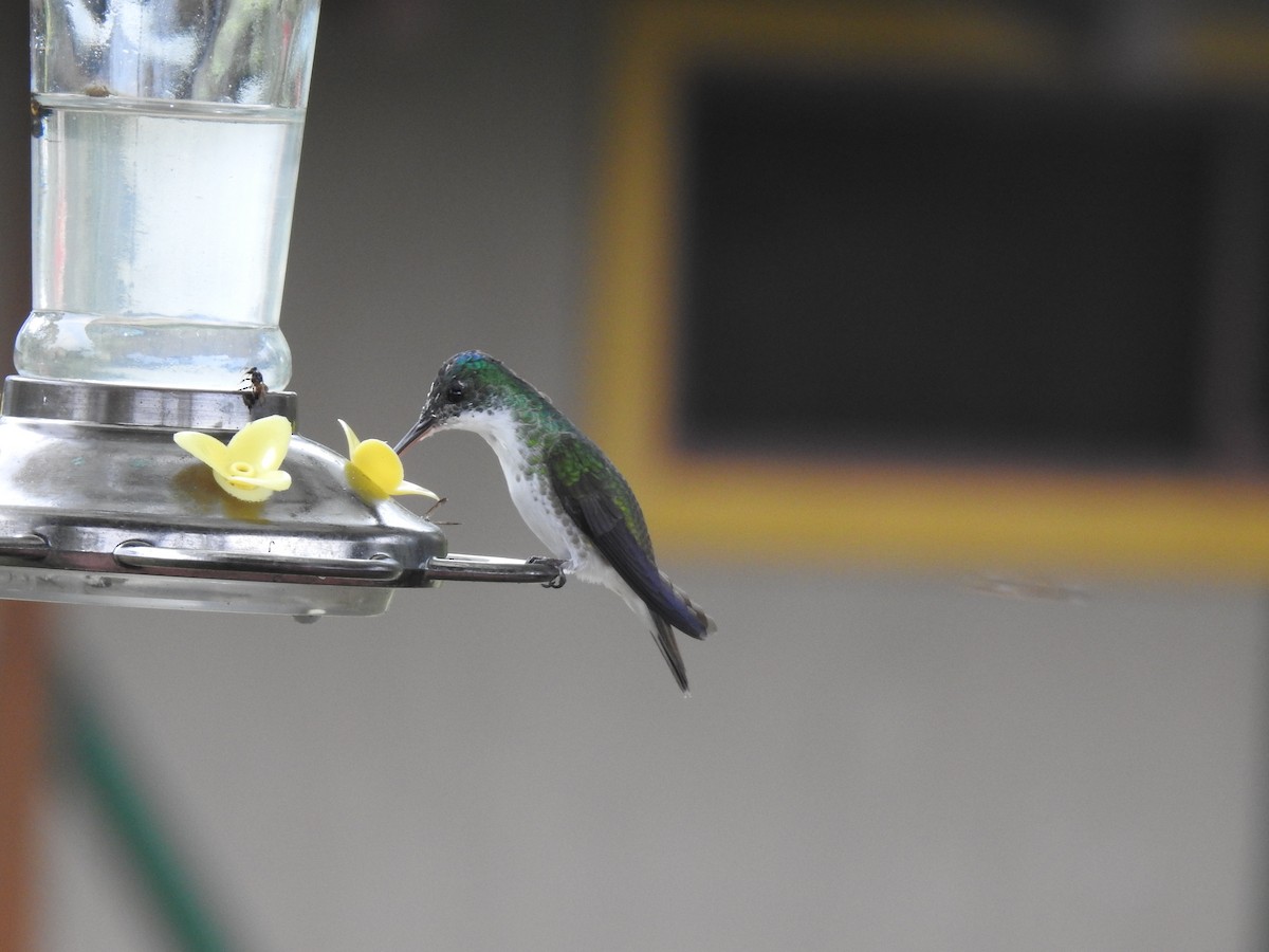 kolibřík andský - ML610397471