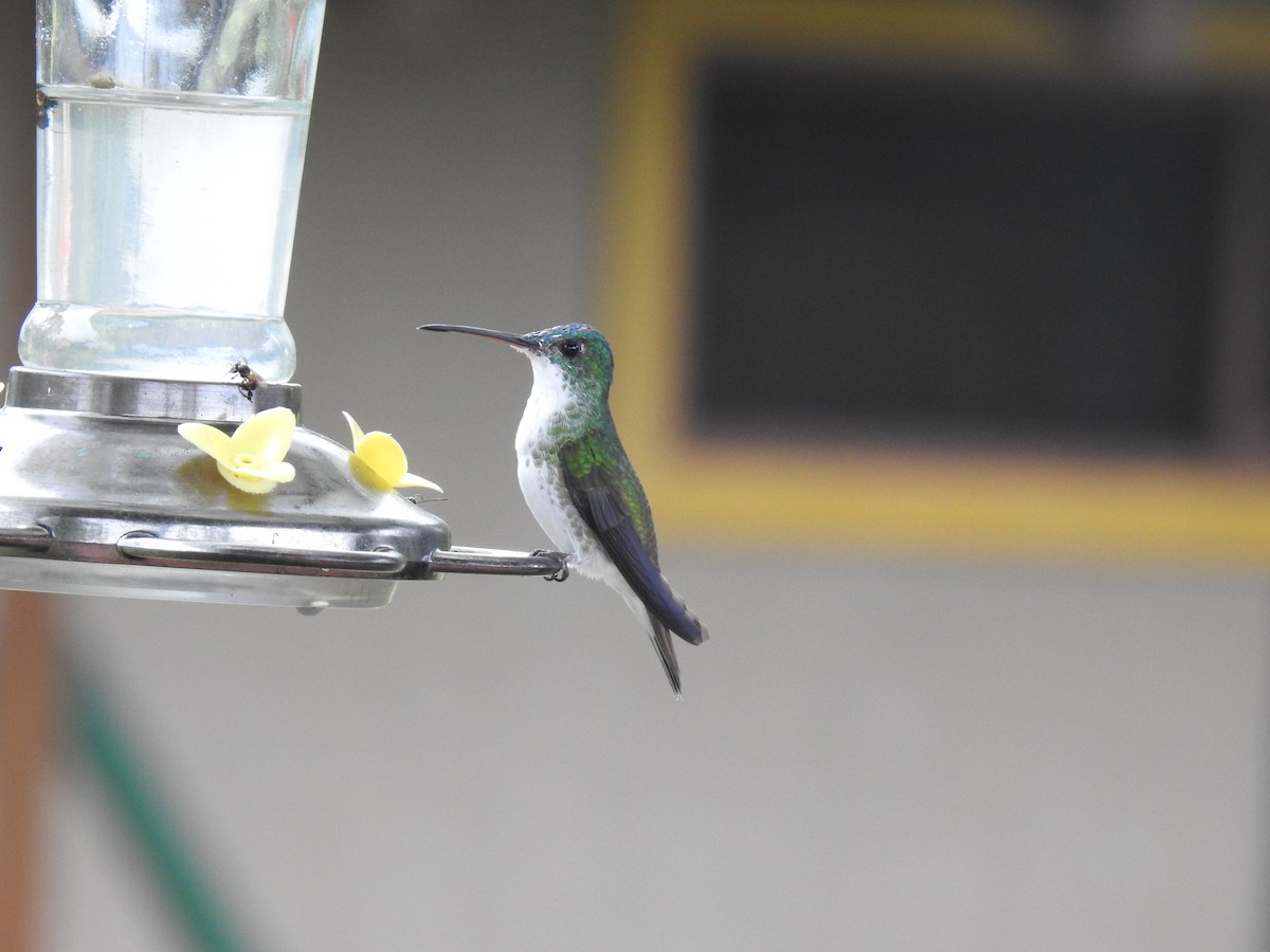 kolibřík andský - ML610397473