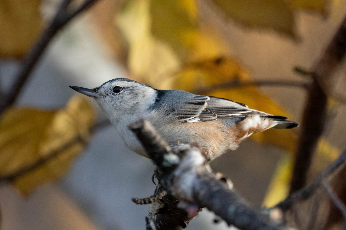 White-breasted Nuthatch - ML610397499