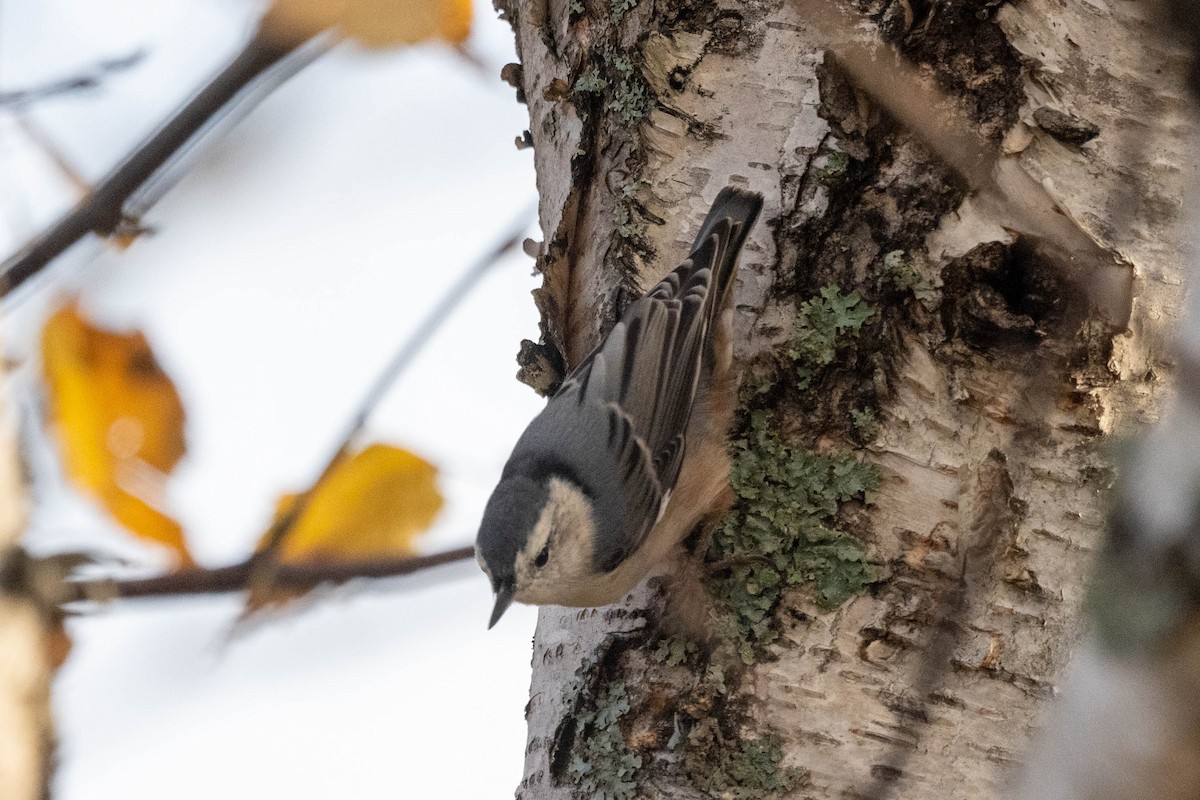 White-breasted Nuthatch - ML610397500