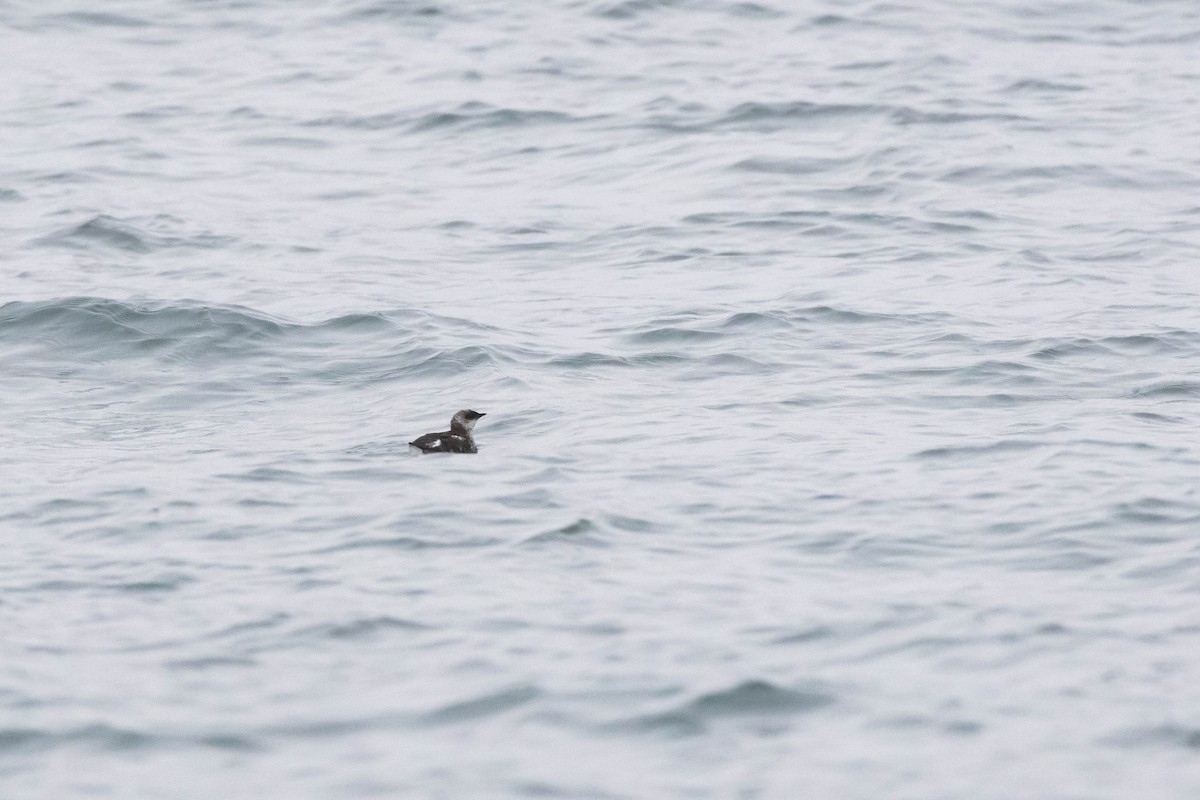 Marbled Murrelet - ML610397502