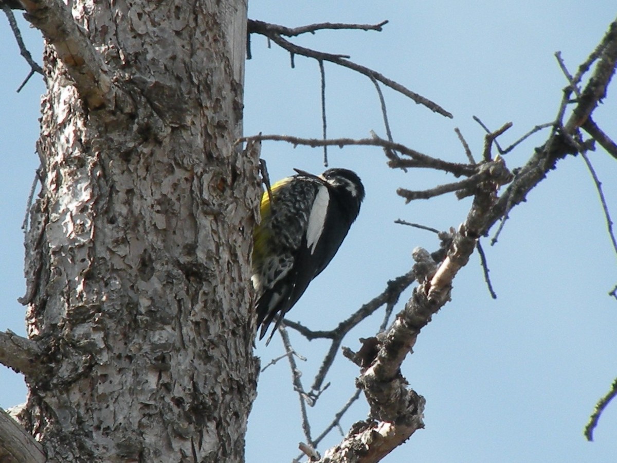 Williamson's Sapsucker - ML610397550