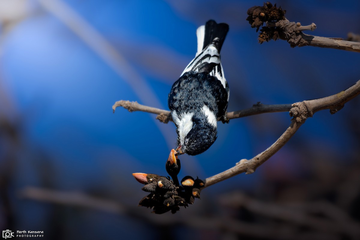 White-naped Tit - ML610397562