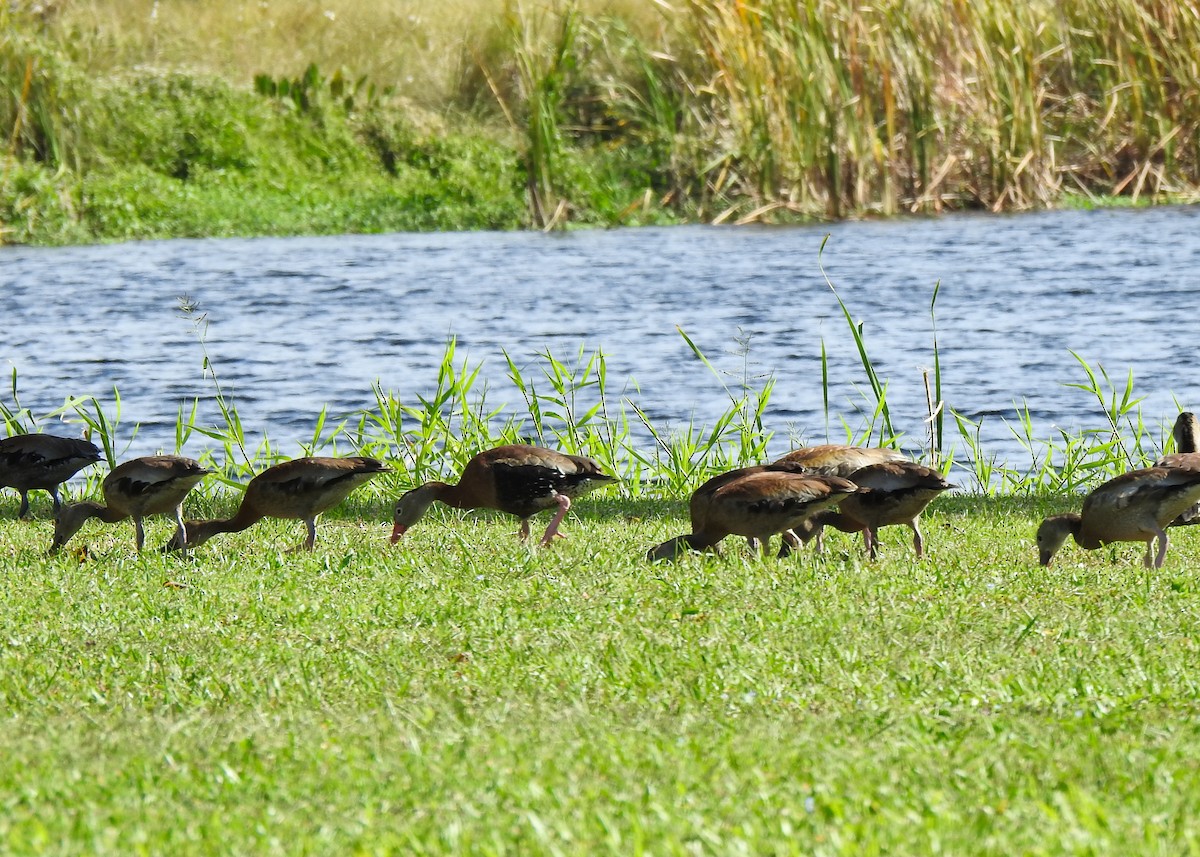 Black-bellied Whistling-Duck - Betsy McCully