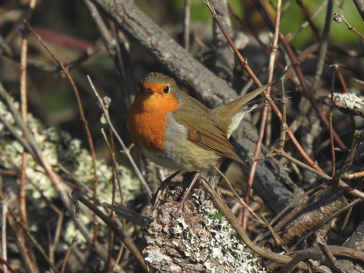 European Robin - ML610397913