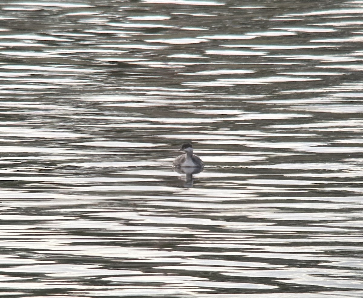 Horned Grebe - Adam Crutcher