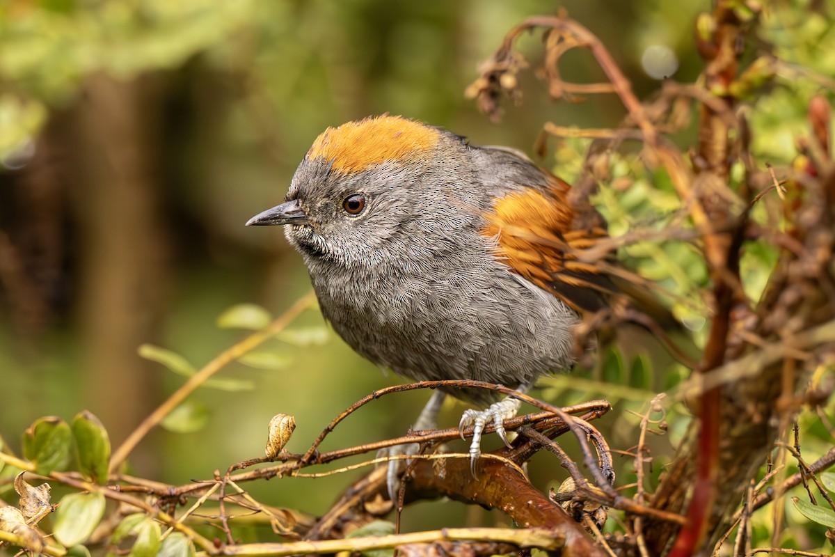 Apurimac Spinetail - Jose Juan Pamplona