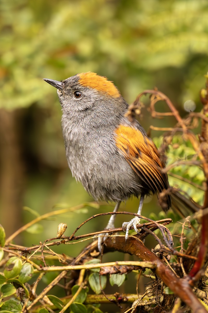 Apurimac Spinetail - Jose Juan Pamplona