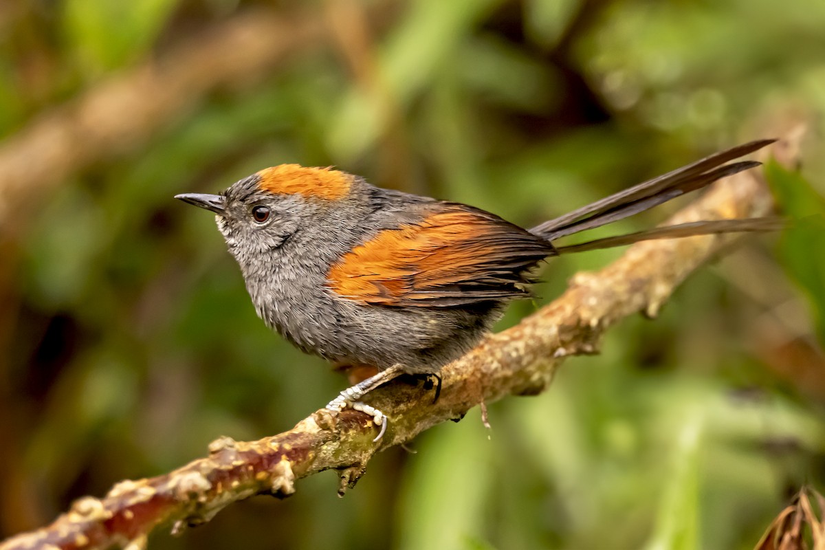 Apurimac Spinetail - Jose Juan Pamplona