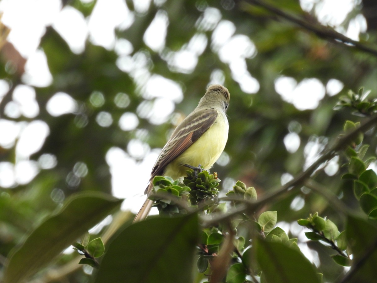 Great Crested Flycatcher - Bayron Barbosa Barboza