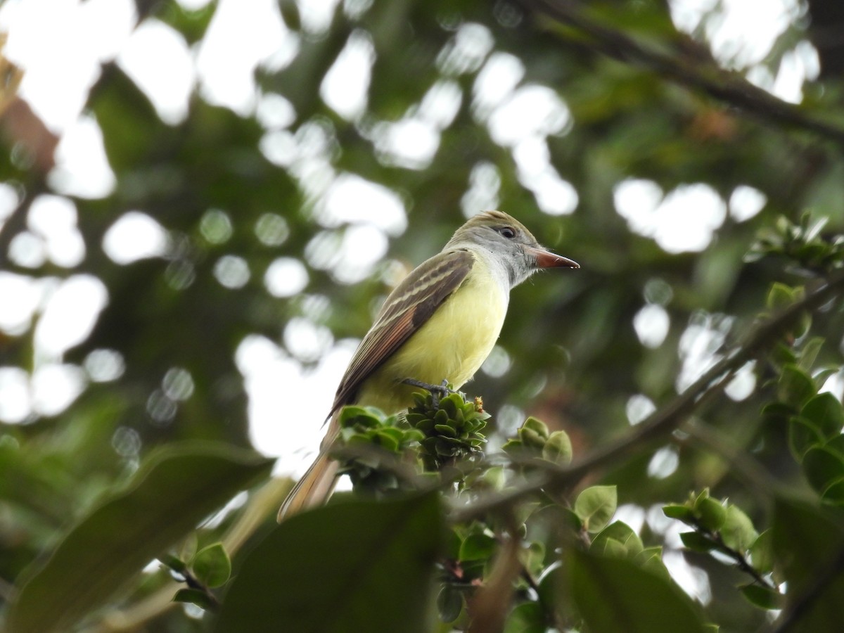Great Crested Flycatcher - ML610398054