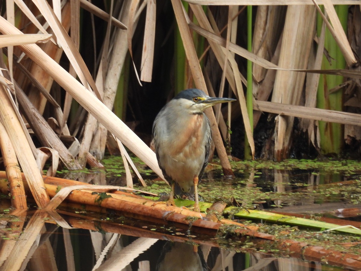 Striated Heron - ML610398066