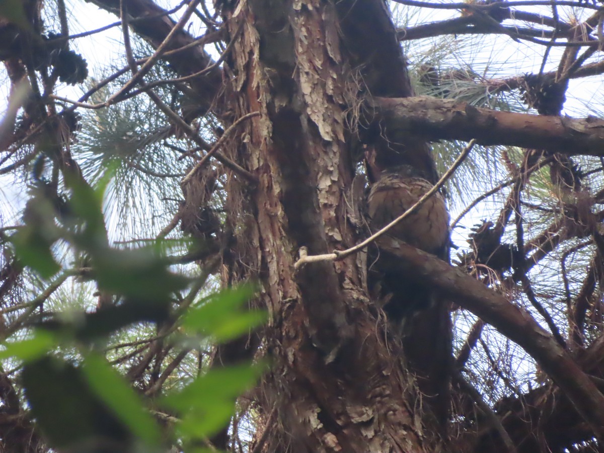 Madagaskar Kulaklı Baykuşu - ML610398076