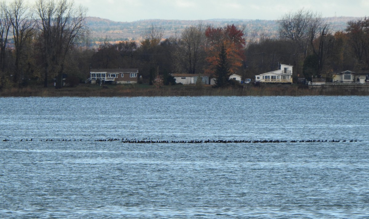 Black Scoter - Jean Lemoyne