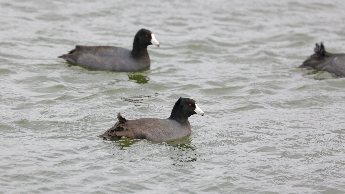 American Coot (Red-shielded) - ML610398229