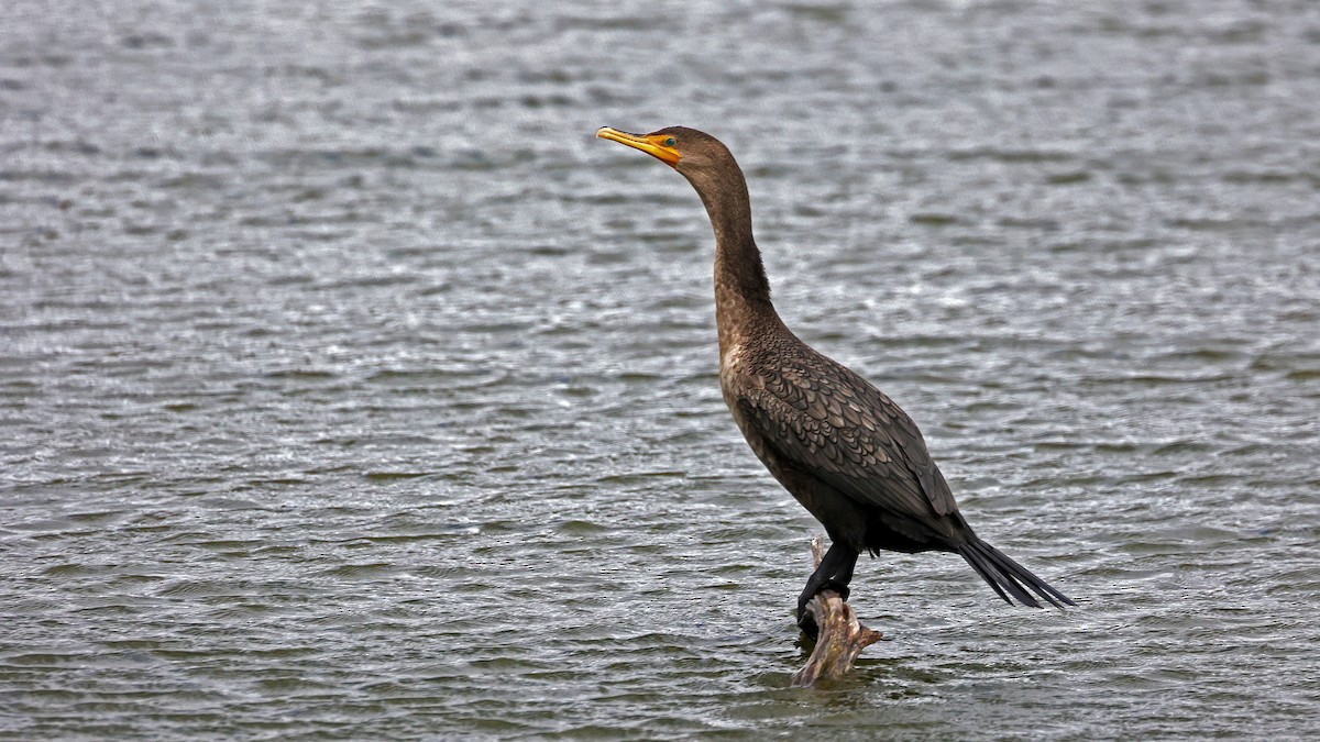 Double-crested Cormorant - ML610398241