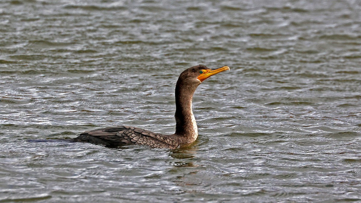 Double-crested Cormorant - ML610398244