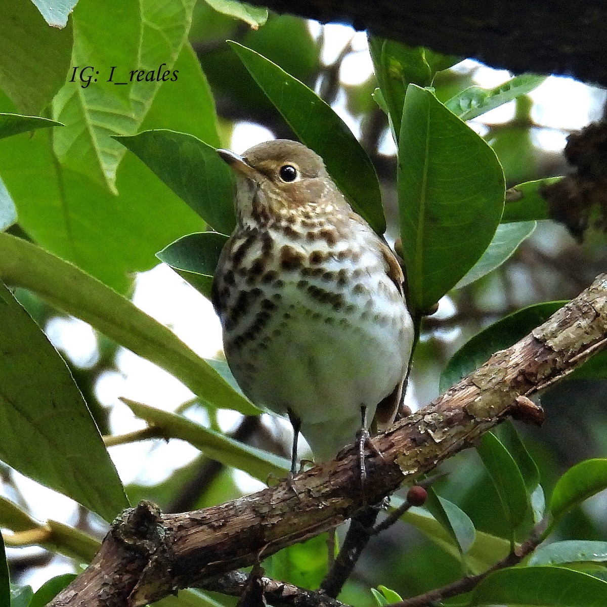 Swainson's Thrush - ML610398293