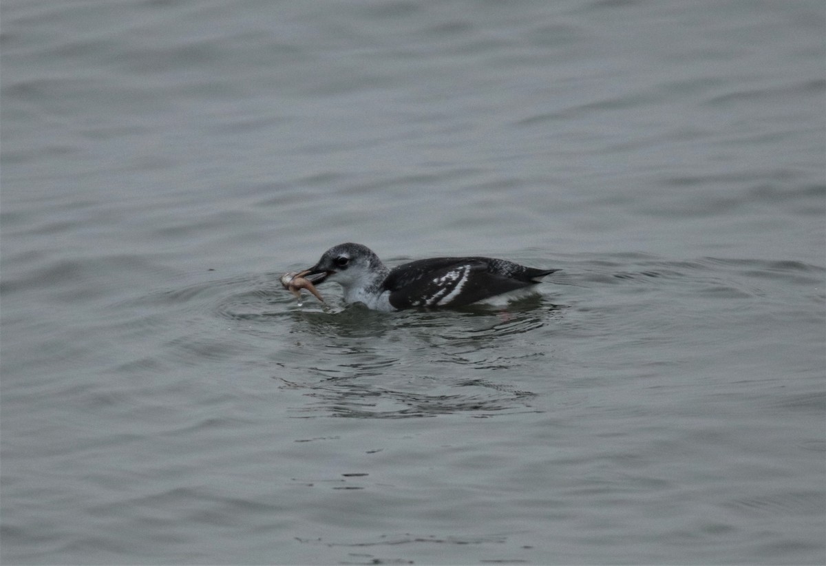 Black Guillemot - ML610398404