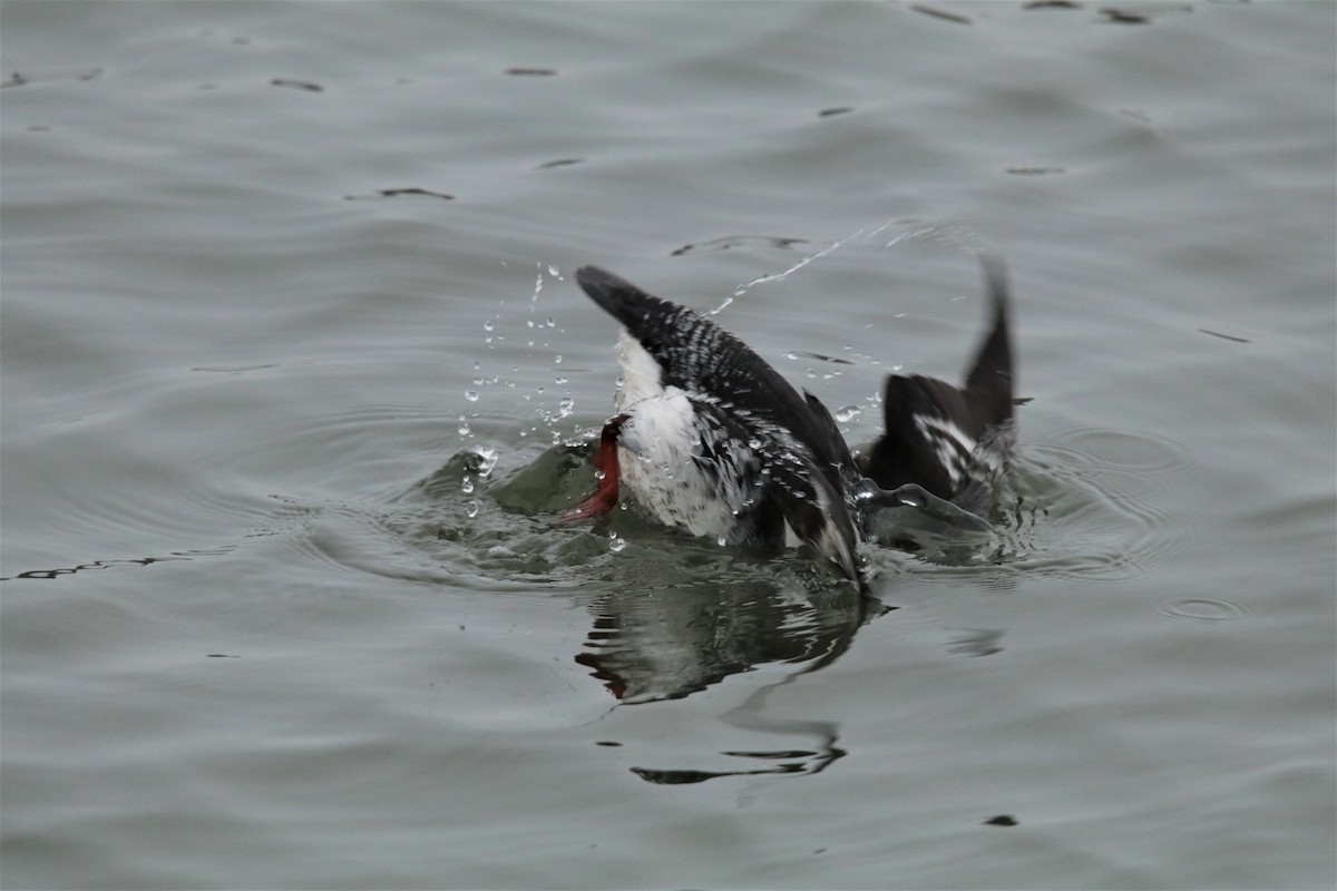 Black Guillemot - ML610398405