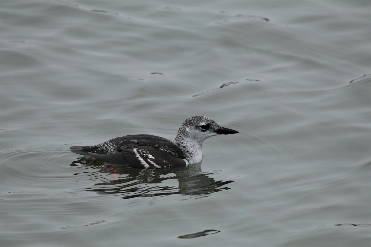 Black Guillemot - ML610398406