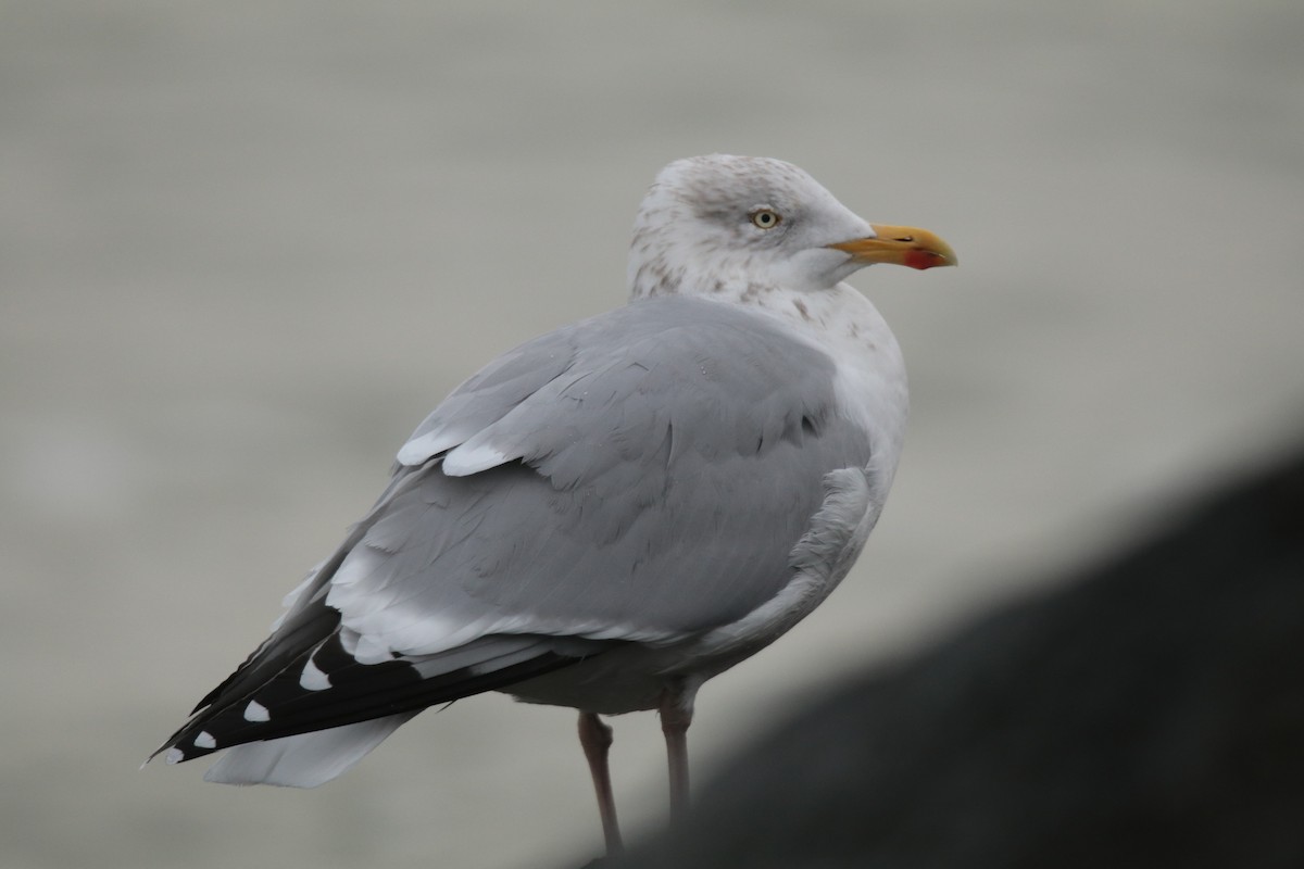 Goéland argenté (argentatus/argenteus) - ML610398413