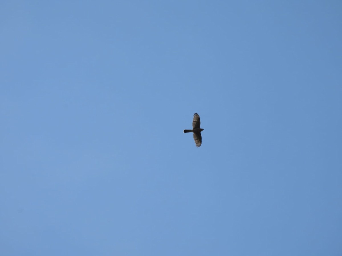 Cooper's Hawk - ML610398420