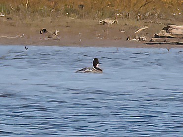 Red-breasted Merganser - ML610398423