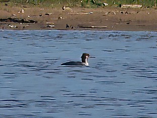 Red-breasted Merganser - ML610398424