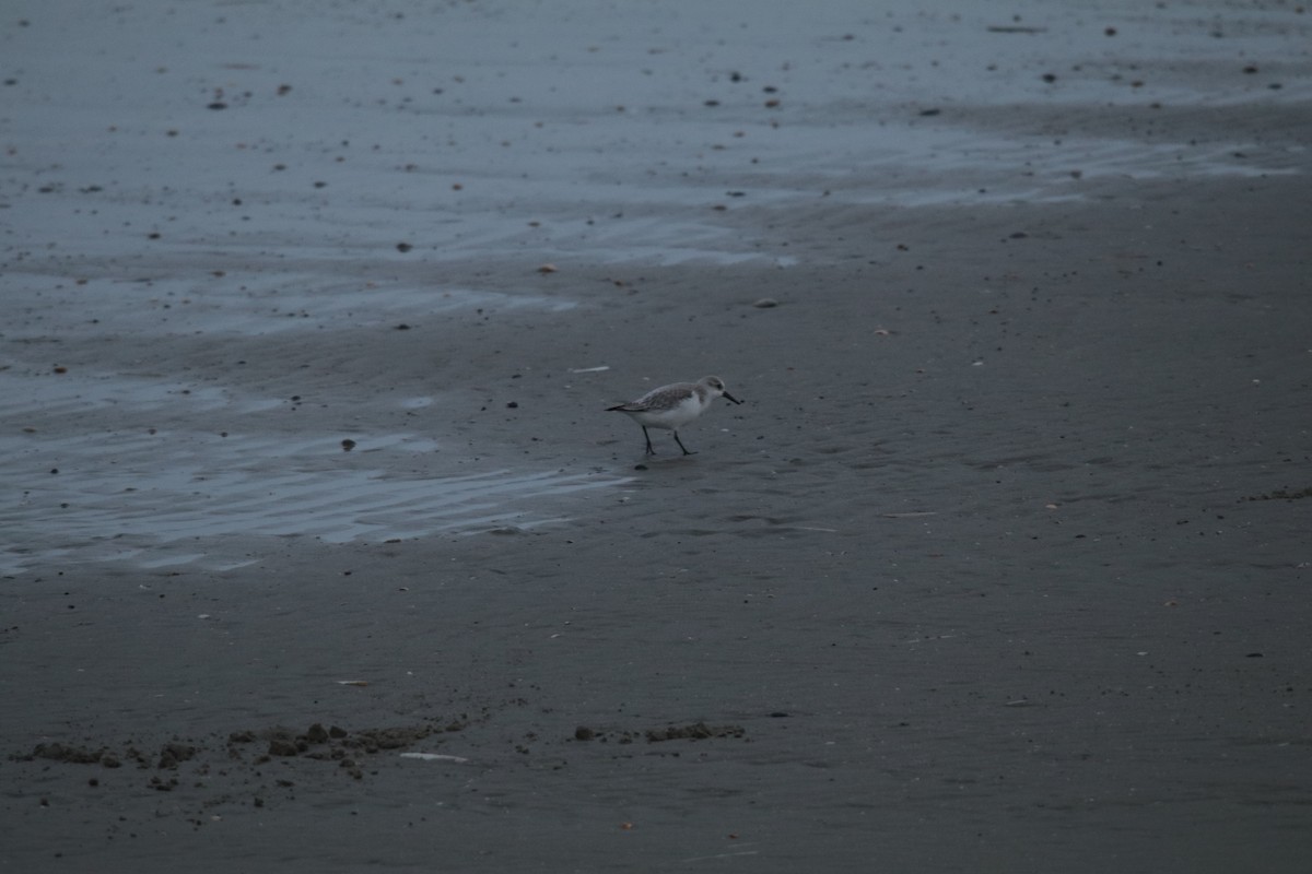 Bécasseau sanderling - ML610398425