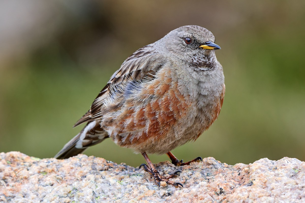 Alpine Accentor - ML610398447