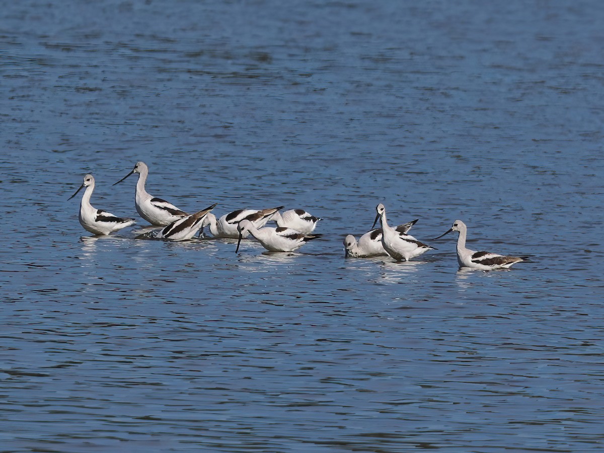 American Avocet - ML610398453