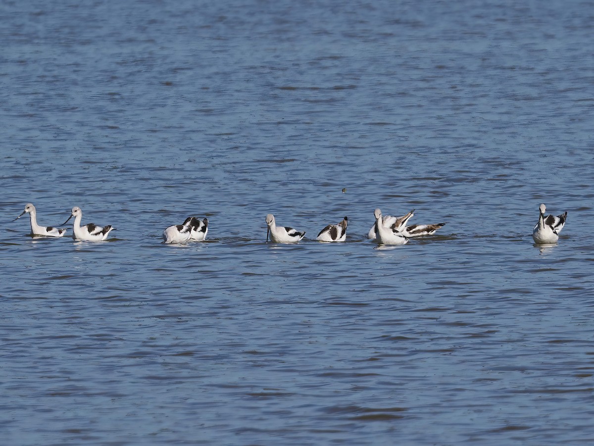 American Avocet - ML610398454
