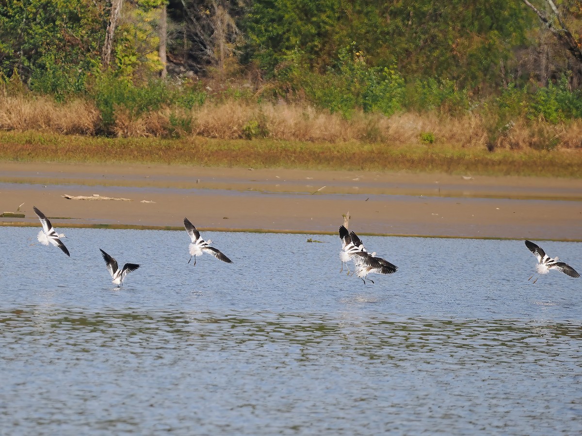 American Avocet - ML610398455