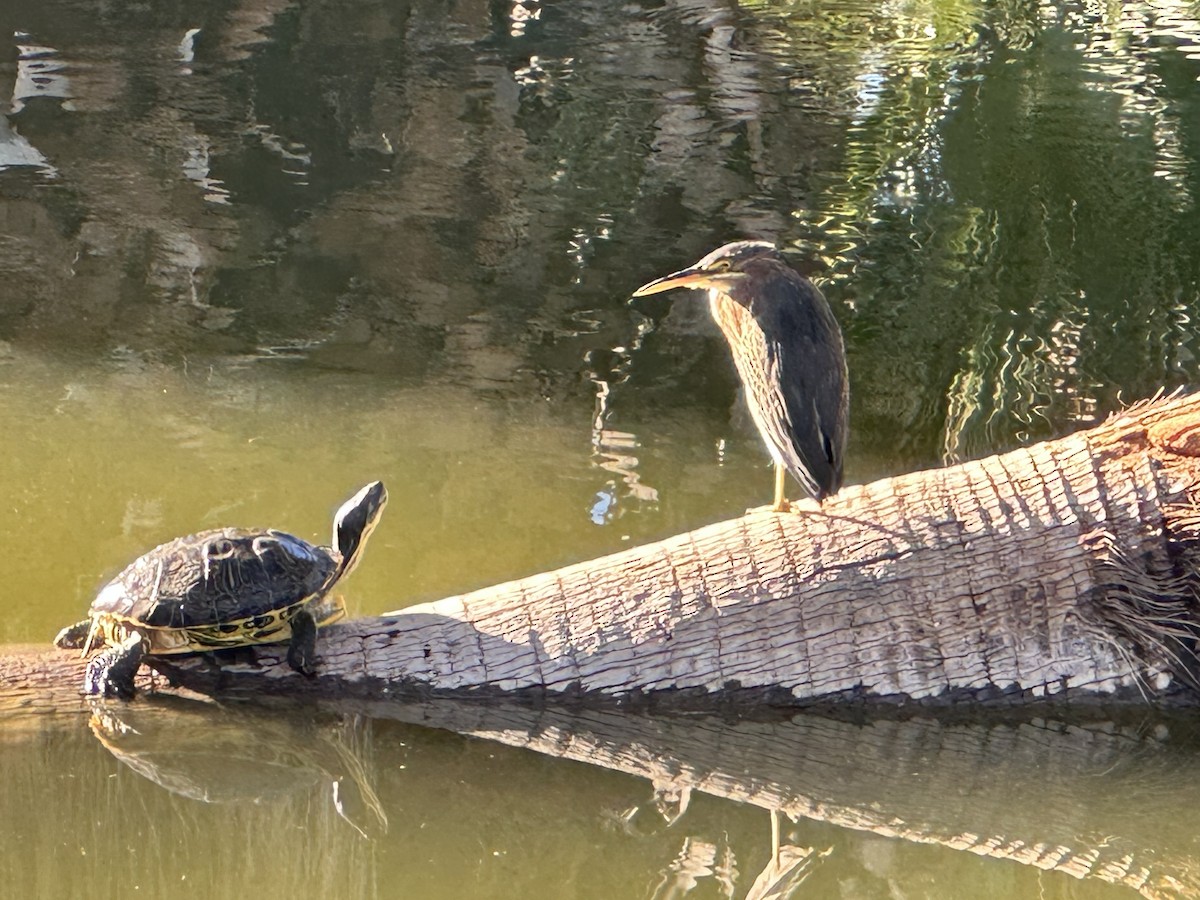 Green Heron - ML610398518