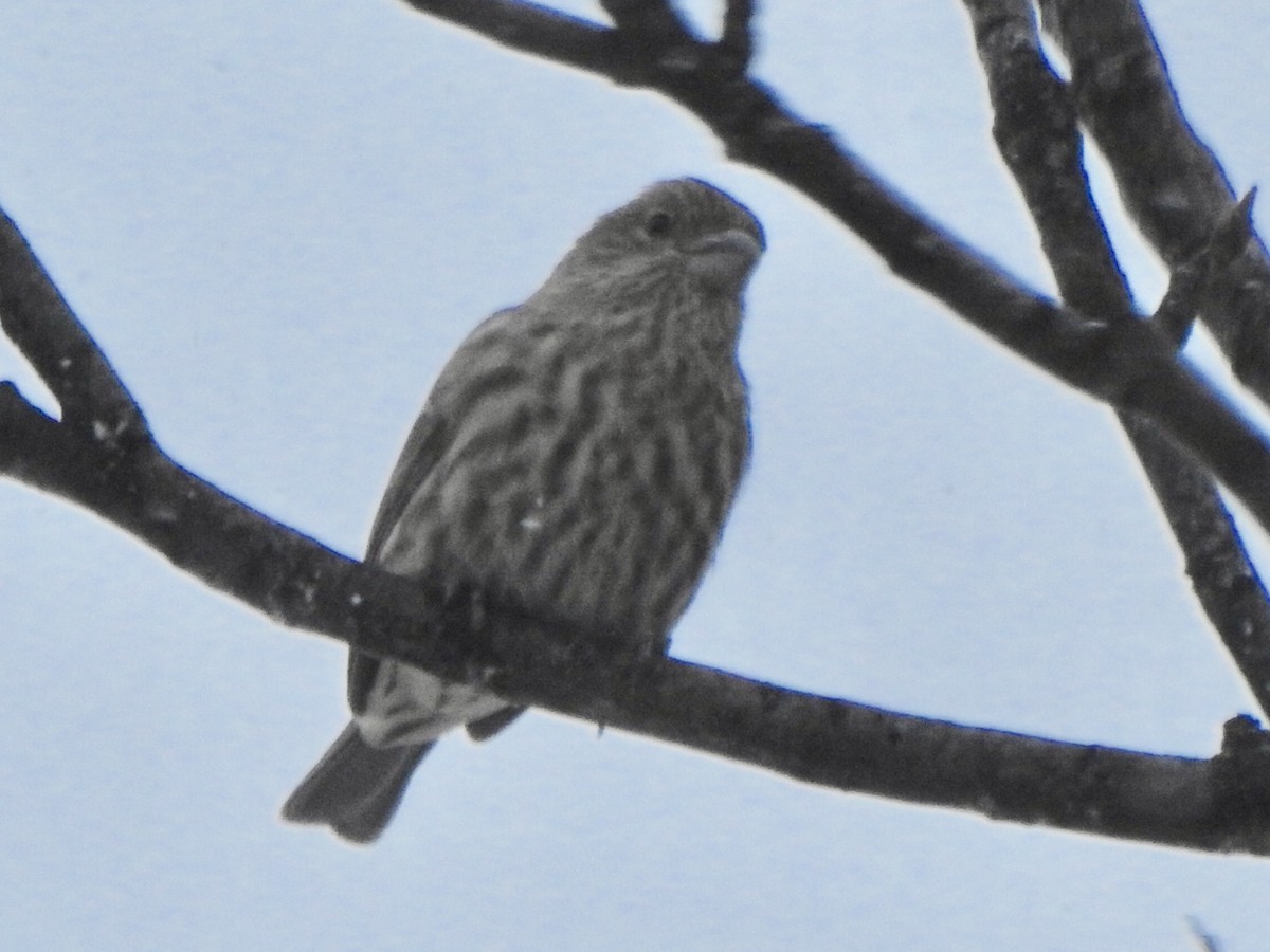 House Finch - ML610398530