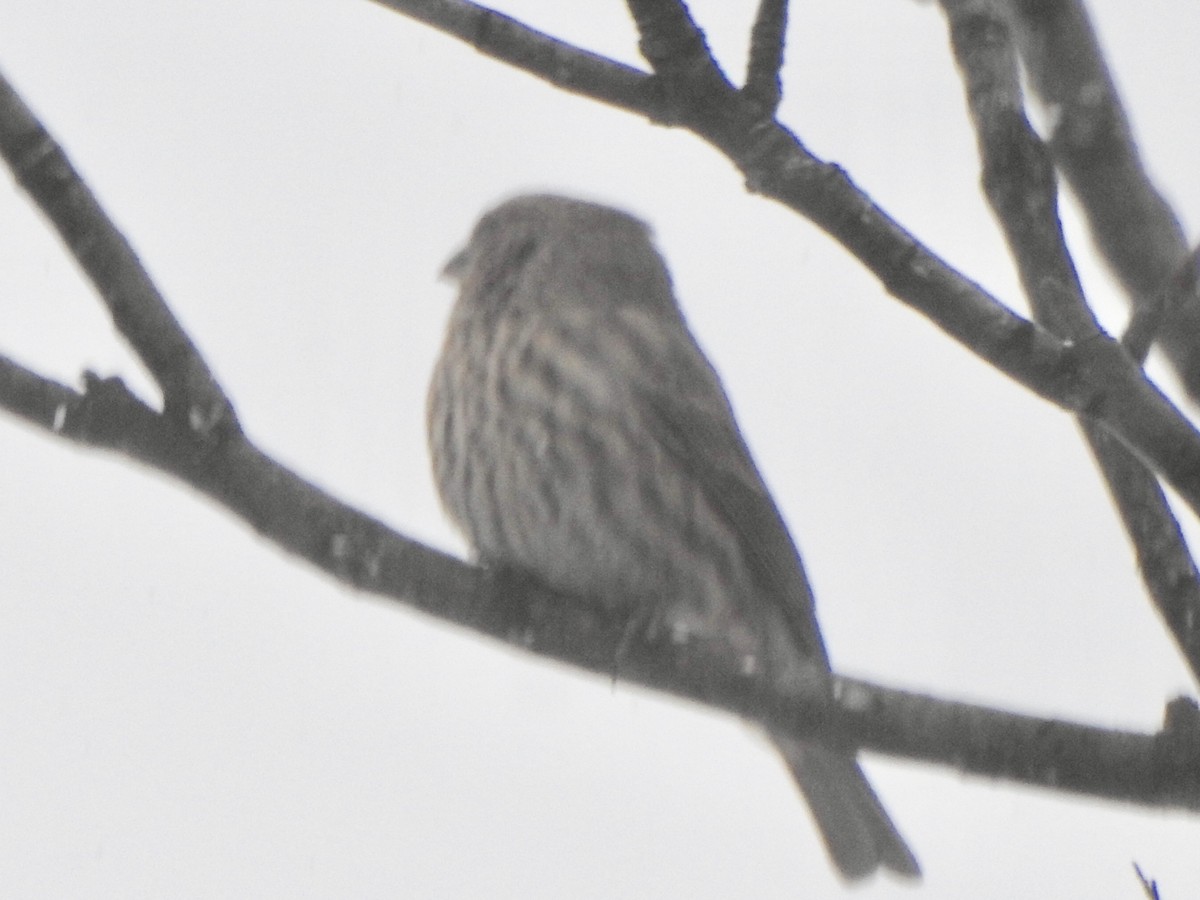 House Finch - Dan Stoker