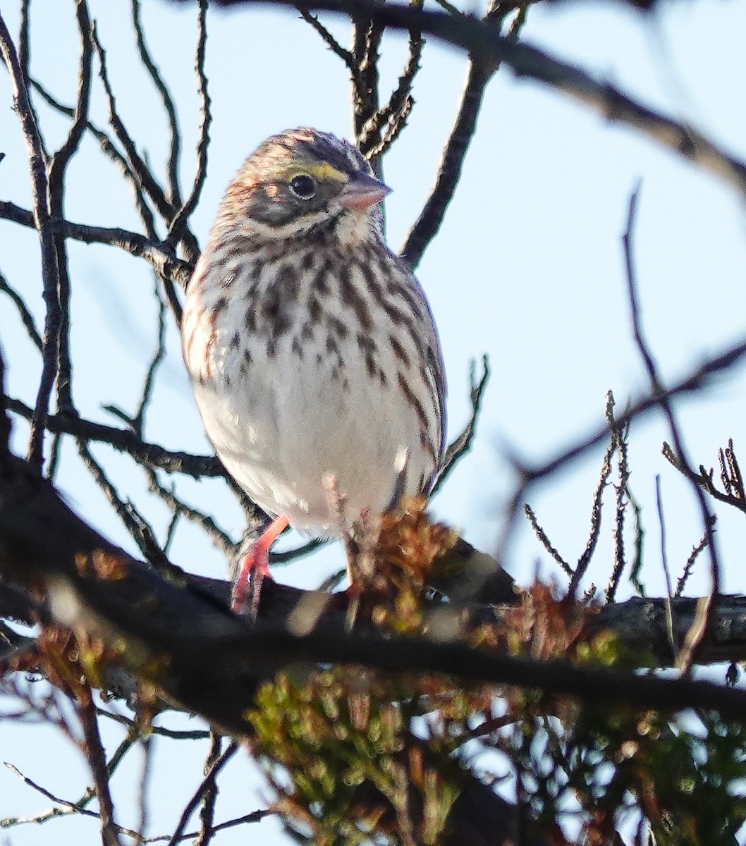 Savannah Sparrow - ML610398574