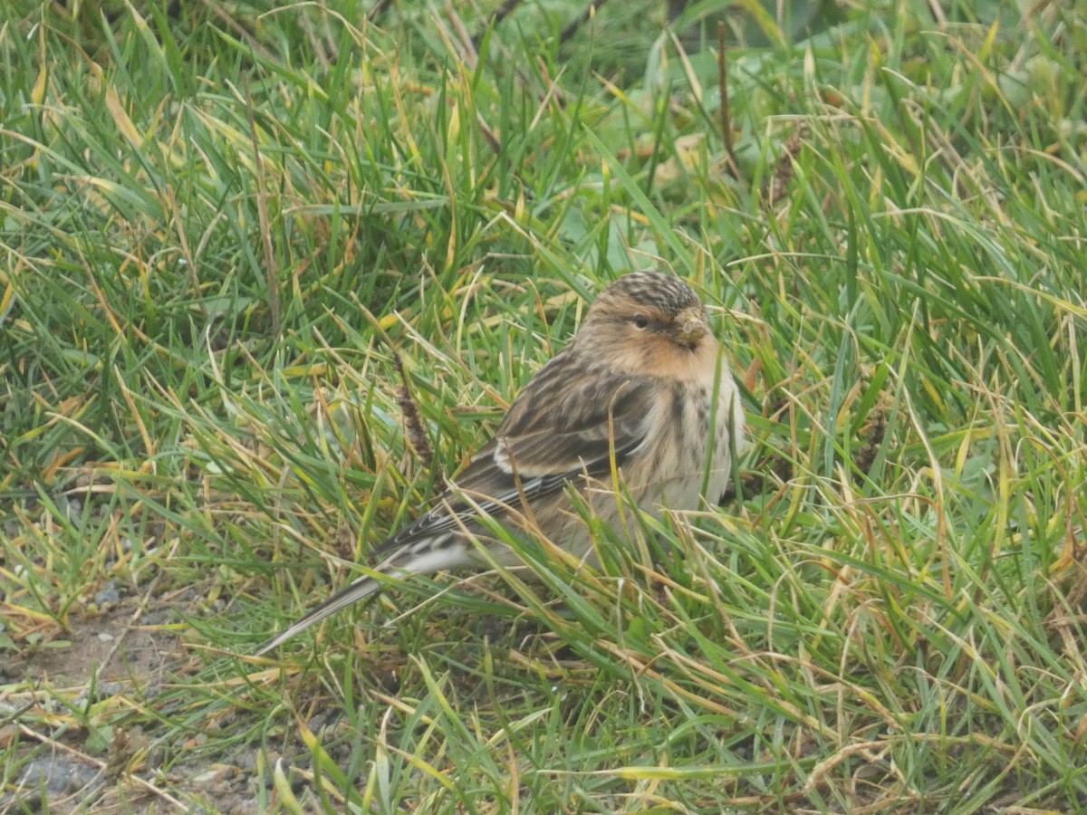 Twite - Frederik Albrecht