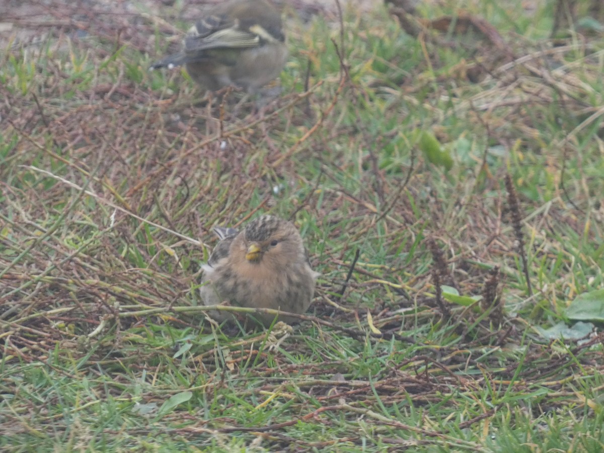 Twite - ML610398653