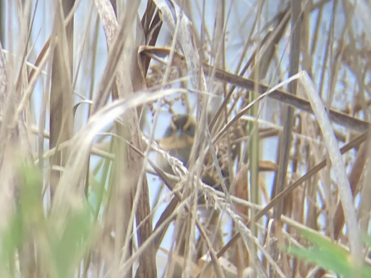 Nelson's Sparrow (Interior) - ML610398661