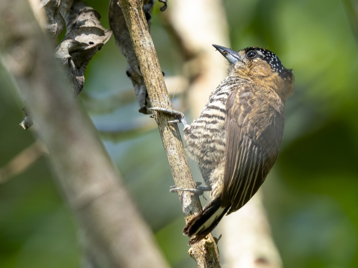 Ochre-collared Piculet - ML610398674