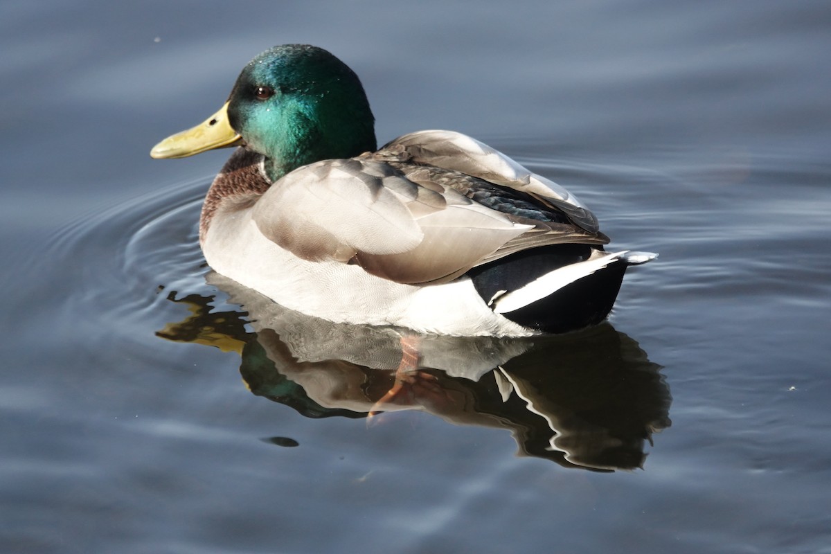 Canard colvert - ML610398693