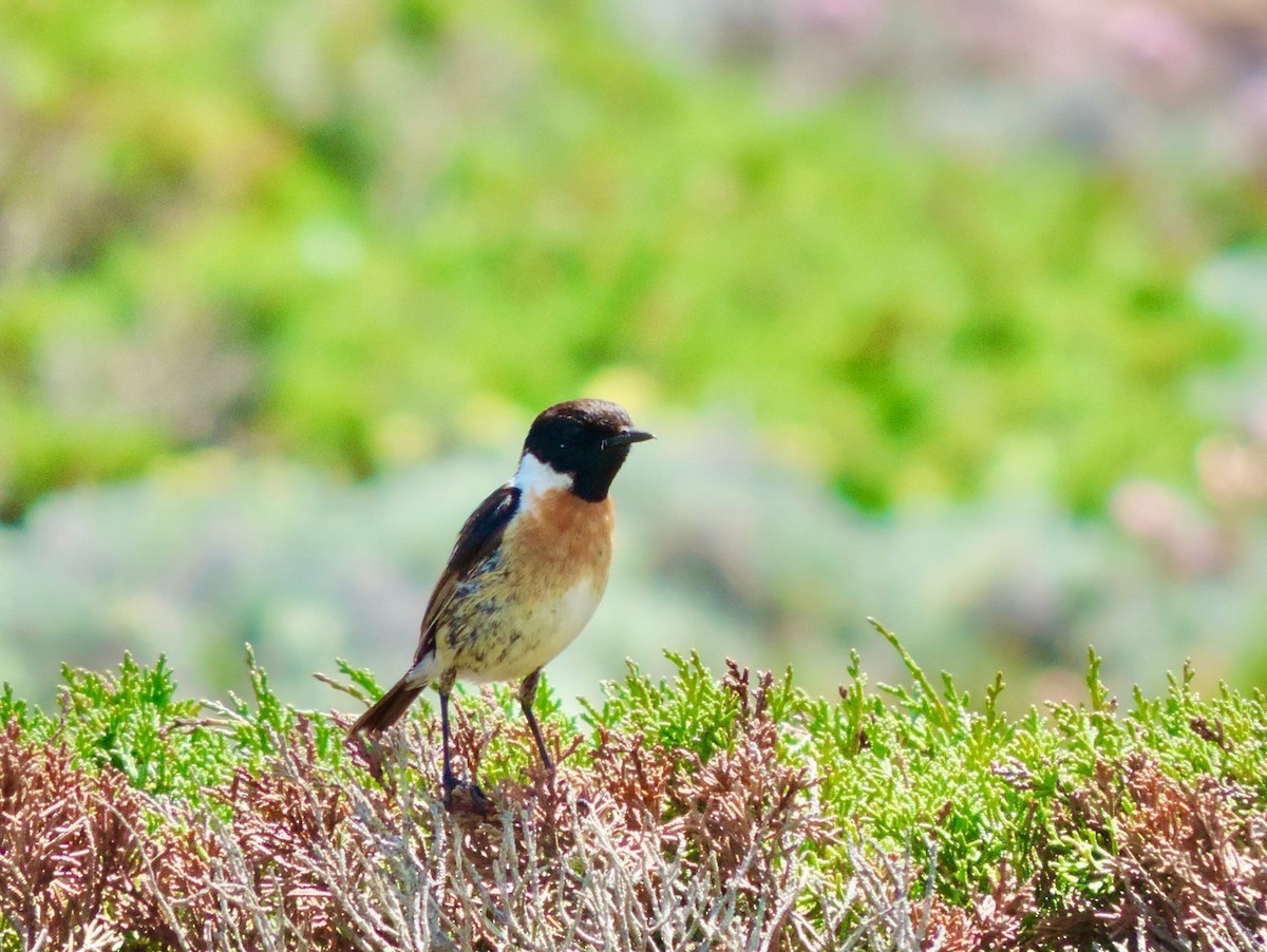 European Stonechat - Carole Ratté