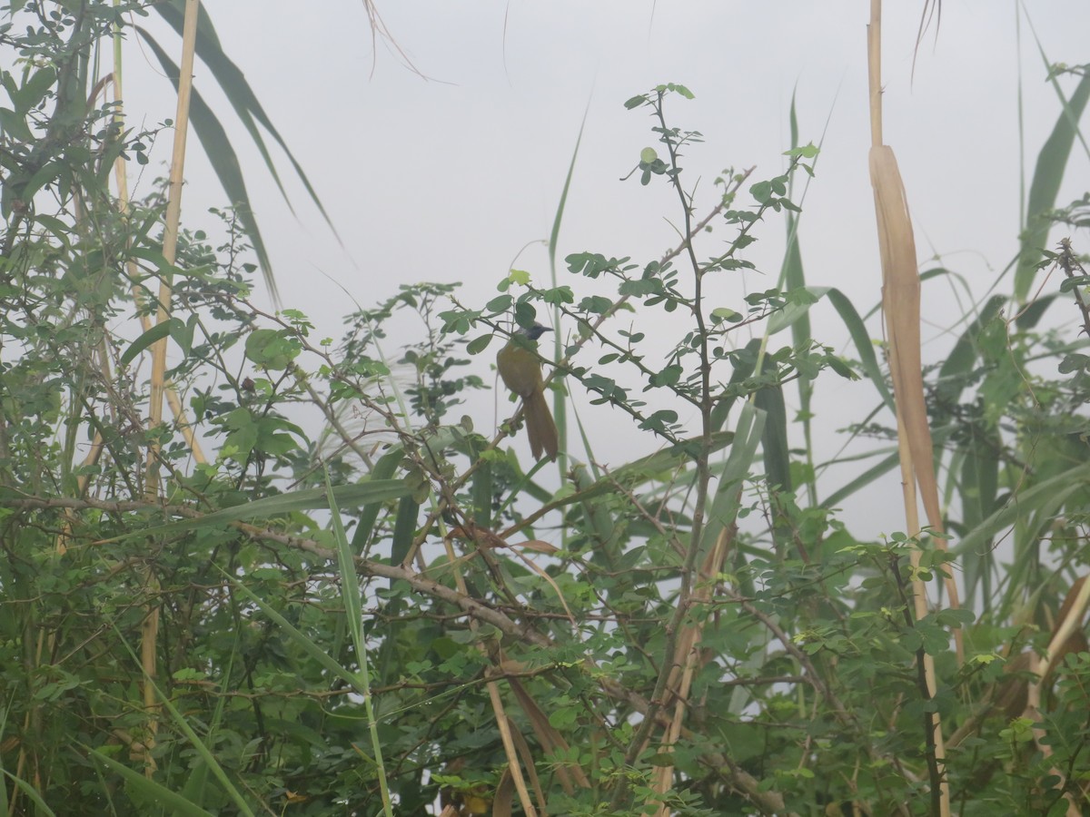 Oriole Warbler - Ragupathy Kannan